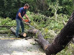 Best Tree Cabling and Bracing  in New Boston, TX