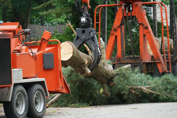 Reliable New Boston, TX Tree Services Solutions